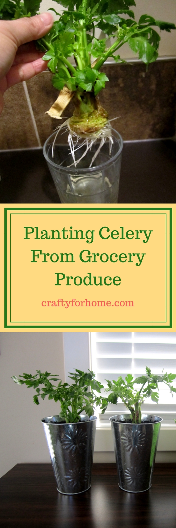 Planting Celery From Grocery Produce