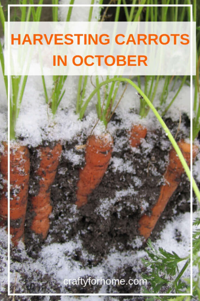 Planting carrot in a short growing season is possible, even better when early frost is coming before harvest time. #vegetablegarden #gardening tips #growingcarrots | Crafty For Home