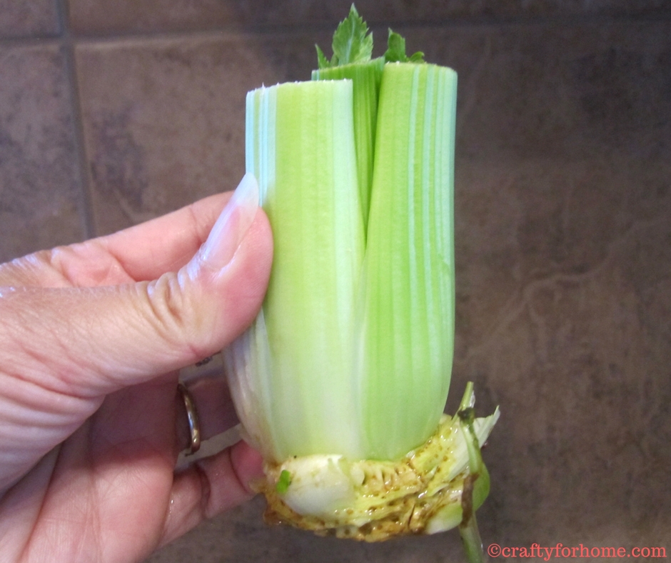 Planting Celery From Grocery Produce | Easy way to propagate celery from cuttings and make more plants for free. #propagatingcelery #growingcelery #vegetablegarden for details on www.craftyforhome.com