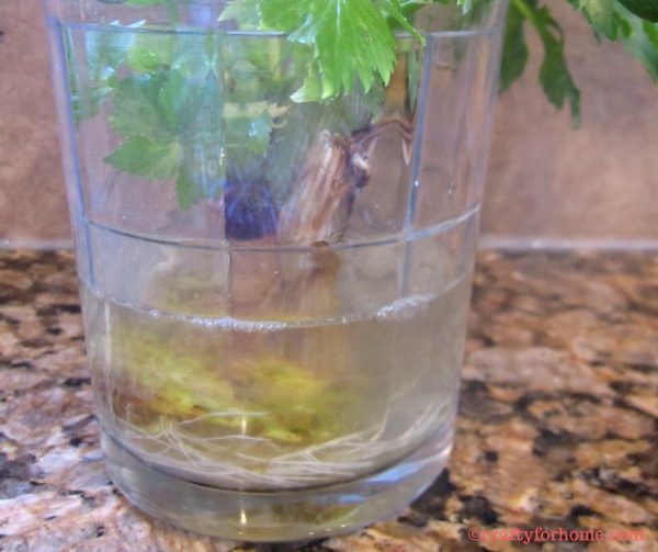 Planting Celery From Grocery Produce Crafty For Home