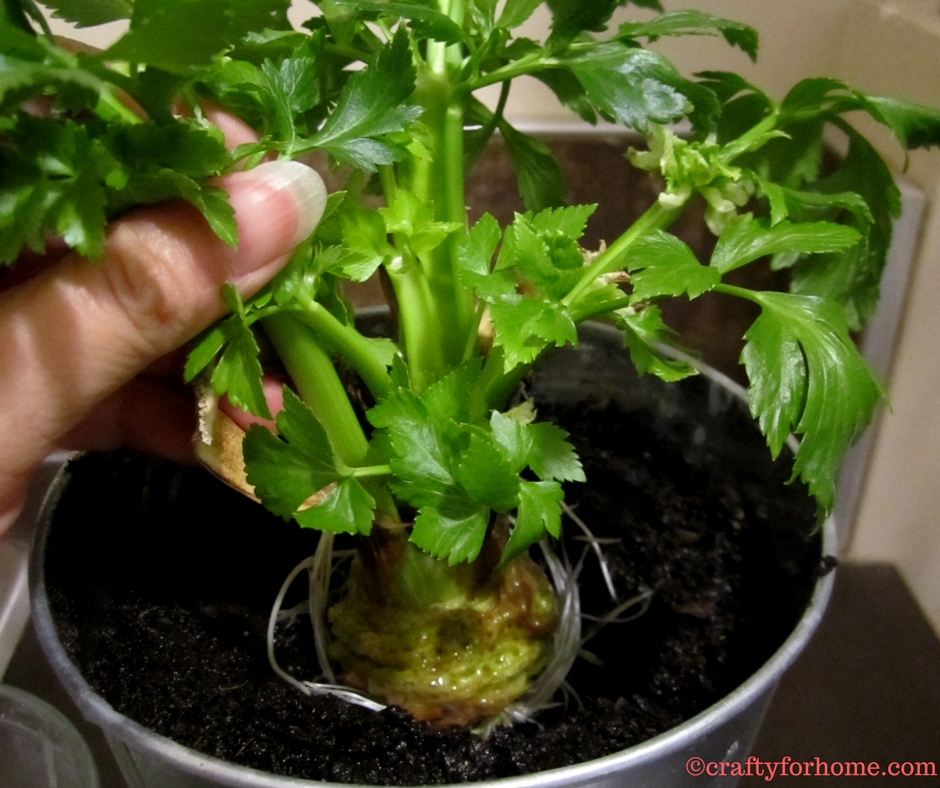 Planting Celery From Grocery Produce | Easy way to propagate celery from cuttings and make more plants for free. #propagatingcelery #growingcelery #vegetablegarden for details on www.craftyforhome.com