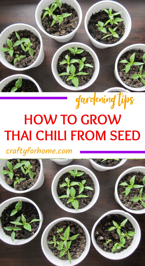 Growing Thai Chili Pepper Crafty For Home