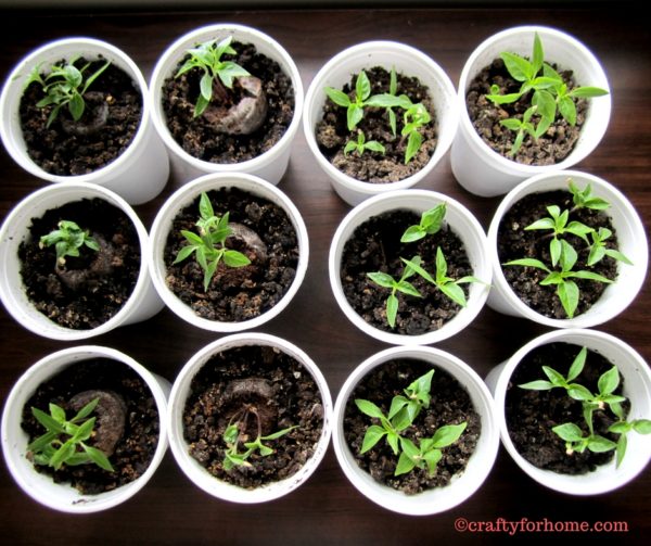 Planting Thai Chili Peppers Crafty For Home