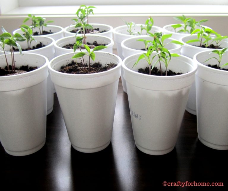 Planting Thai Chili Peppers Crafty For Home