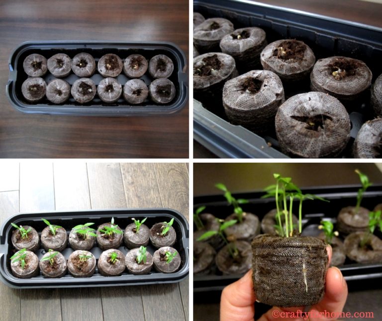 Planting Thai Chili Peppers Crafty For Home