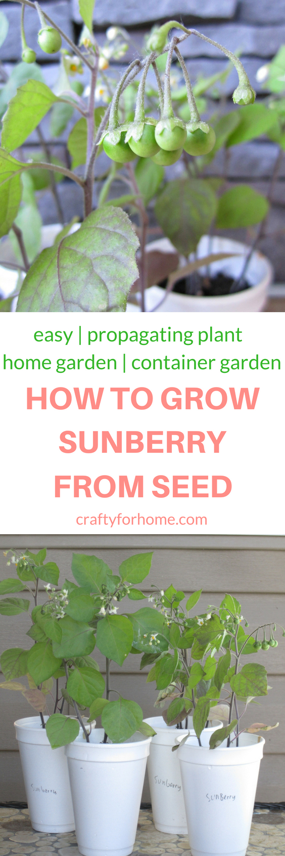 The easiest and simple way how to grow sunberry from seed indoors and get them ready to transplant into their final spot in the garden. Grow sunberry in the container if you have limited space for the garden #propagatingplant #indoorseeding#indoorgarden #containergarden #sunberry for full tutorial on craftyforhome.com