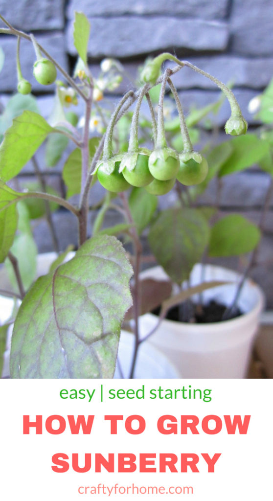 The easiest and simple way how to grow sunberry from seed indoors and get them ready to transplant into their final spot in the garden. Grow sunberry in the container if you have limited space for the garden #propagatingplant #indoorseeding#indoorgarden #containergarden #sunberry for full tutorial on craftyforhome.com