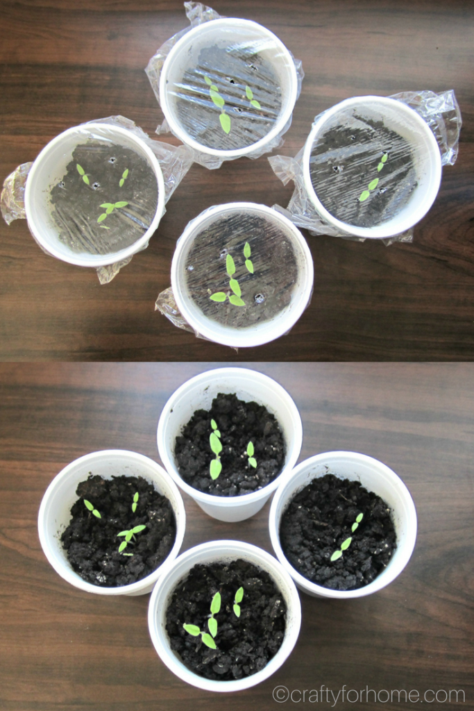 The easiest and simple way how to grow sunberry from seed indoors and get them ready to transplant into their final spot in the garden. Grow sunberry in the container if you have limited space for the garden #propagatingplant #indoorseeding#indoorgarden #containergarden #sunberry for full tutorial on craftyforhome.com