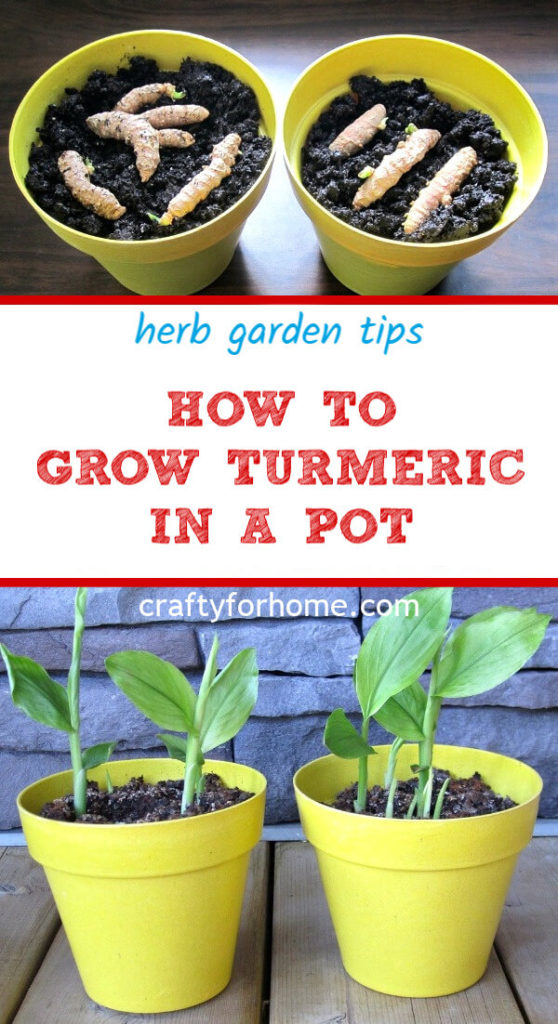 Growing Turmeric In A Pot