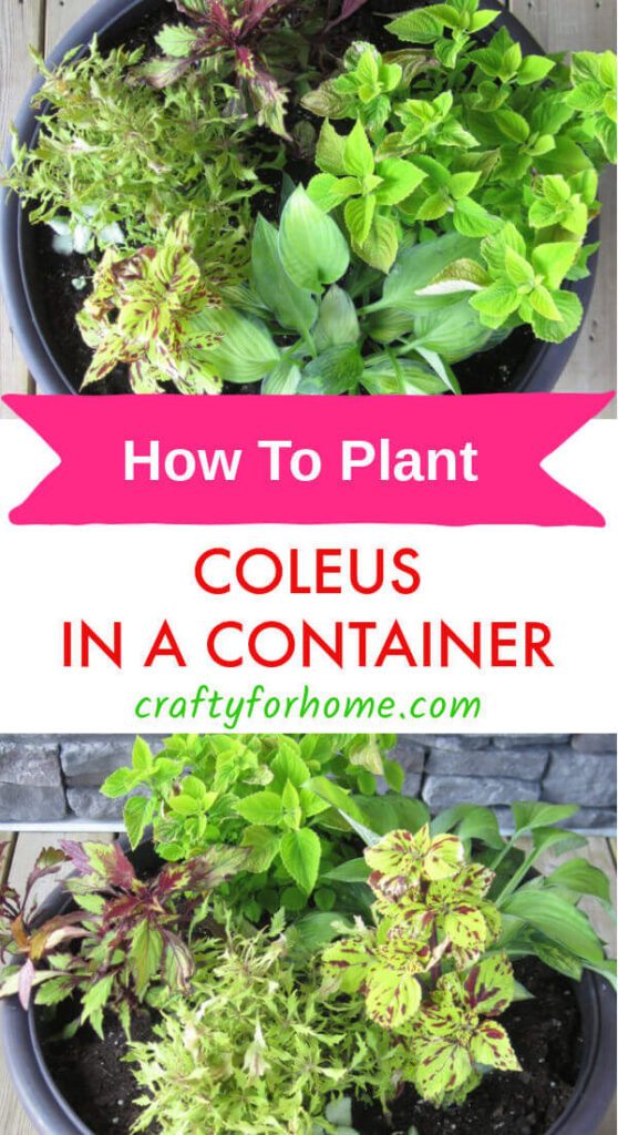 How To Plant Coleus In A Pot