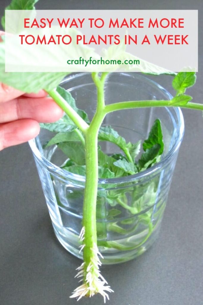 How To Root Tomato Plants From Cuttings | The easiest way to get more free tomato plants in a week without seed starting #growingtomato #vegetablegarden #propagatingplant #tomatocuttings #tomatosucker for detail on Crafty For Home