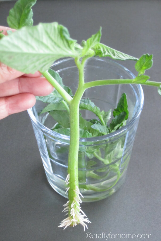 Root On Tomato Cuttings