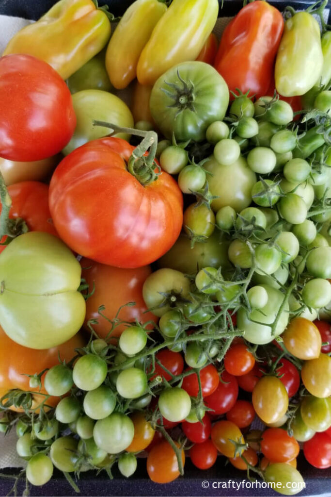 Ripen green tomatoes