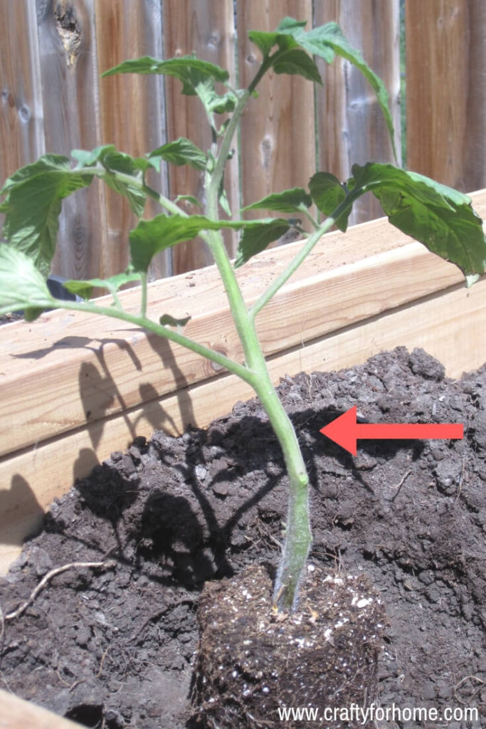 7 Things To Put On Your Tomato Planting Hole | Follow these gardening tips on how to get the best tomatoes in the block by adding these 7 things before you put tomato plants into the planting hole. #growingtomatoes #tomatofertilizer #homemadefertilizerfortomatoes #organicfertilizerfortomatoes for details on www.craftyforhome.com