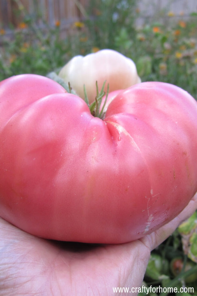 7 Things To Put On Your Tomato Planting Hole | Follow these gardening tips on how to get the best tomatoes in the block by adding these 7 things before you put tomato plants into the planting hole. #growingtomatoes #tomatofertilizer #homemadefertilizerfortomatoes #organicfertilizerfortomatoes for details on www.craftyforhome.com