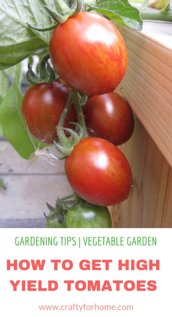 7 Things To Put On Your Tomato Planting Hole | Follow these gardening tips on how to get the best tomatoes in the block by adding these 7 things before you put tomato plants into the planting hole. #growingtomatoes #tomatofertilizer #homemadefertilizerfortomatoes #organicfertilizerfortomatoes for details on www.craftyforhome.com