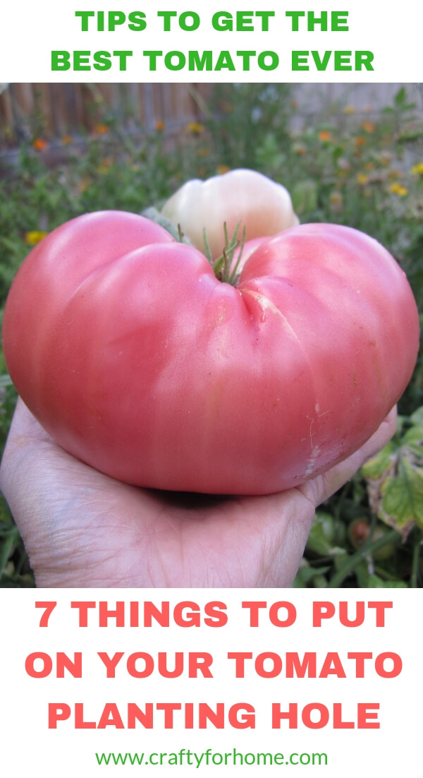 7 Things To Put On Tomato Planting Hole Crafty For Home