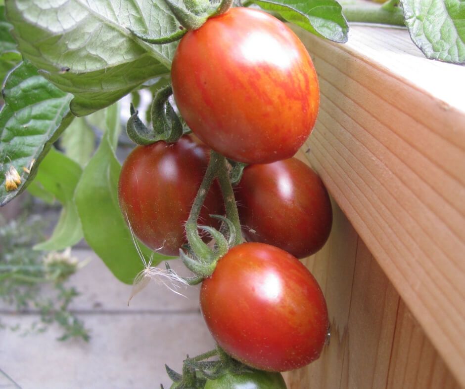 7 Things To Put On Tomato Planting Hole