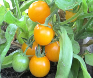 Best Early Tomato Varieties | Get early harvest tomatoes by planting these 10 fastest growing tomato varieties if you have a short growing season in your area.