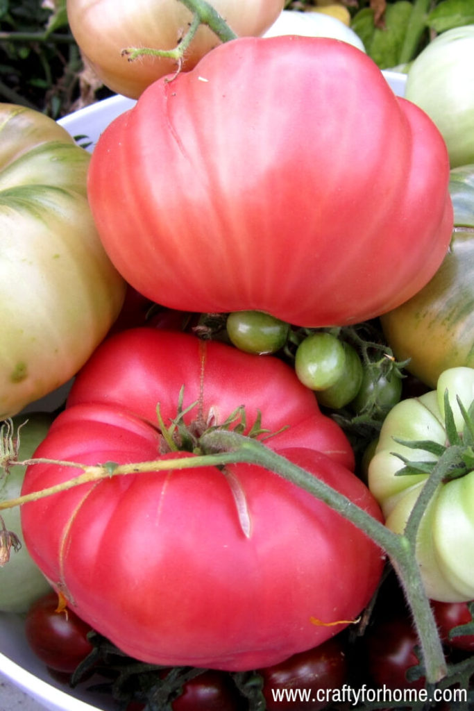 Best Heirloom Tomato Varieties For Your Garden | Add heirloom tomato varieties for your garden top list this year for the juiciest and tastiest tomato ever. These tomatoes are a perfect size for slicing, salad or snack. #growingtomatoes #besttomatovarieties #heirloomtomatoseeds #bestheirloomtomatoes #indeterminatetomatovarieties #besttastingtomatoes for details on www.craftyforhome.com