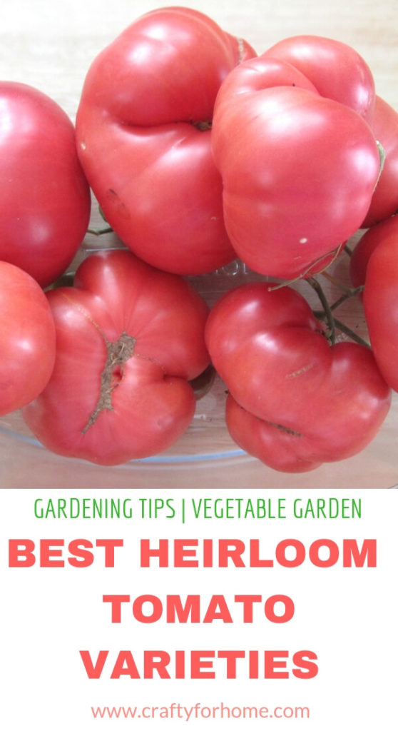 Best Heirloom Tomato Varieties For Your Garden | Add heirloom tomato varieties for your garden top list this year for the juiciest and tastiest tomato ever. These tomatoes are a perfect size for slicing, salad or snack. #growingtomatoes #besttomatovarieties #heirloomtomatoseeds #bestheirloomtomatoes #indeterminatetomatovarieties #besttastingtomatoes for details on www.craftyforhome.com
