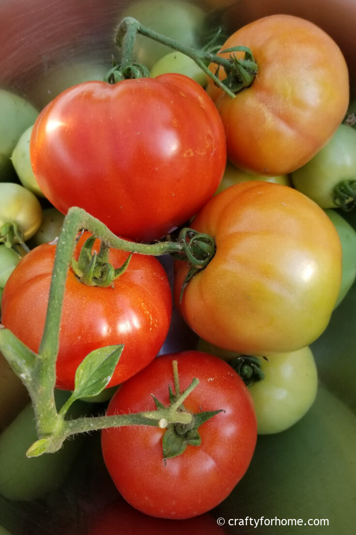 Best Early Tomato Varieties Crafty For Home