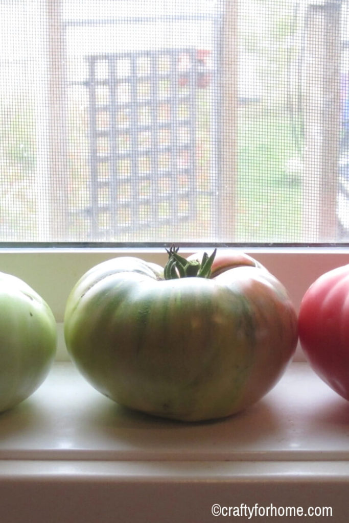 How To Ripen Green Tomatoes Indoors | Store your green tomatoes indoor at the end of growing season. Here are four tips on how to do it so you can enjoy these tomatoes later on in the fall or winter. #vegetablegarden #growingtomatoes #greentomatoes find out these easy tips on www.craftyforhome.com