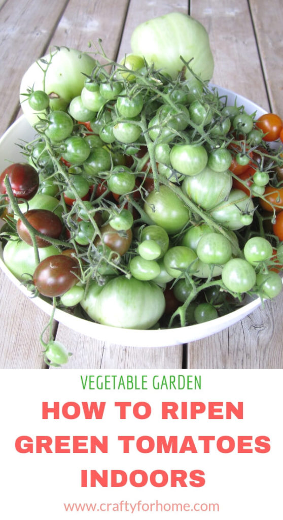 How To Ripen Green Tomatoes Indoors | Store your green tomatoes indoor at the end of growing season. Here are four tips on how to do it so you can enjoy these tomatoes later on in the fall or winter. #vegetablegarden #growingtomatoes #greentomatoes find out these easy tips on www.craftyforhome.com