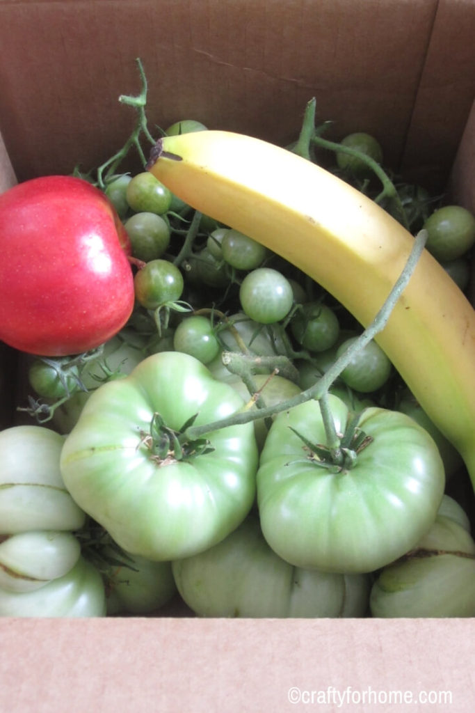 How To Ripen Green Tomatoes Indoors | Store your green tomatoes indoor at the end of growing season. Here are four tips on how to do it so you can enjoy these tomatoes later on in the fall or winter. #vegetablegarden #growingtomatoes #greentomatoes find out these easy tips on www.craftyforhome.com