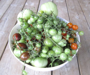 How To Ripen Green Tomatoes Indoors | Store your green tomatoes indoor at the end of growing season. Here are four tips on how to do it so you can enjoy these tomatoes later on in the fall or winter.