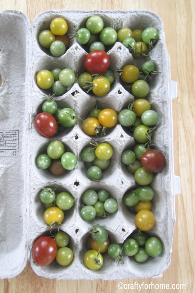 How To Ripen Green Tomatoes Indoors | Store your green tomatoes indoor at the end of growing season. Here are four tips on how to do it so you can enjoy these tomatoes later on in the fall or winter. #vegetablegarden #growingtomatoes #greentomatoes find out these easy tips on www.craftyforhome.com