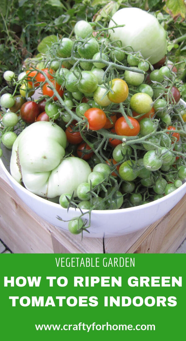 How To Ripen Green Tomatoes Indoors7 Crafty For Home