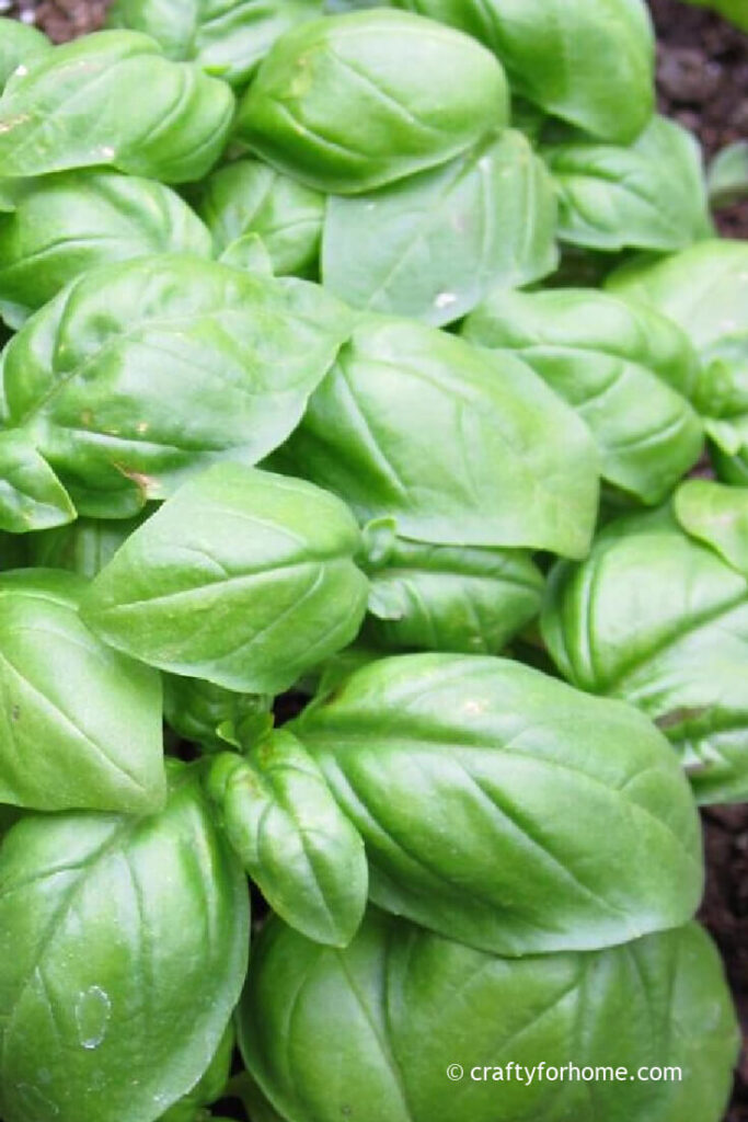 Basil