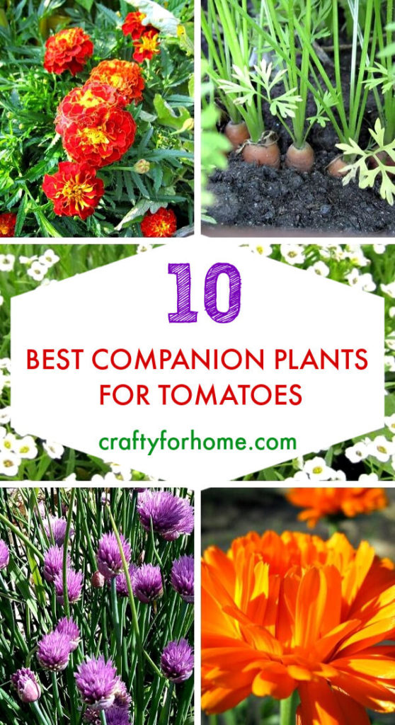 Best Companion Plants For Tomatoes