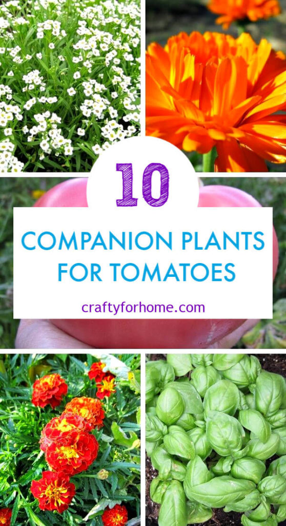 Plantas acompañantes para los tomates