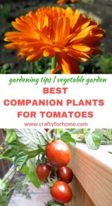 Companion Plants To Grow With Tomatoes | Plant these plants next to tomatoes to help it grow, benefit each other, deter certain pests and get the best tomato crops ever. #growingtomatoes #vegetablegardening #gardeningtips #companionplantingfortomatoes #carrotwithtomatoes #benefitofmarigold #plantstoavoidfortomatoes for details on www.craftyforhome.com