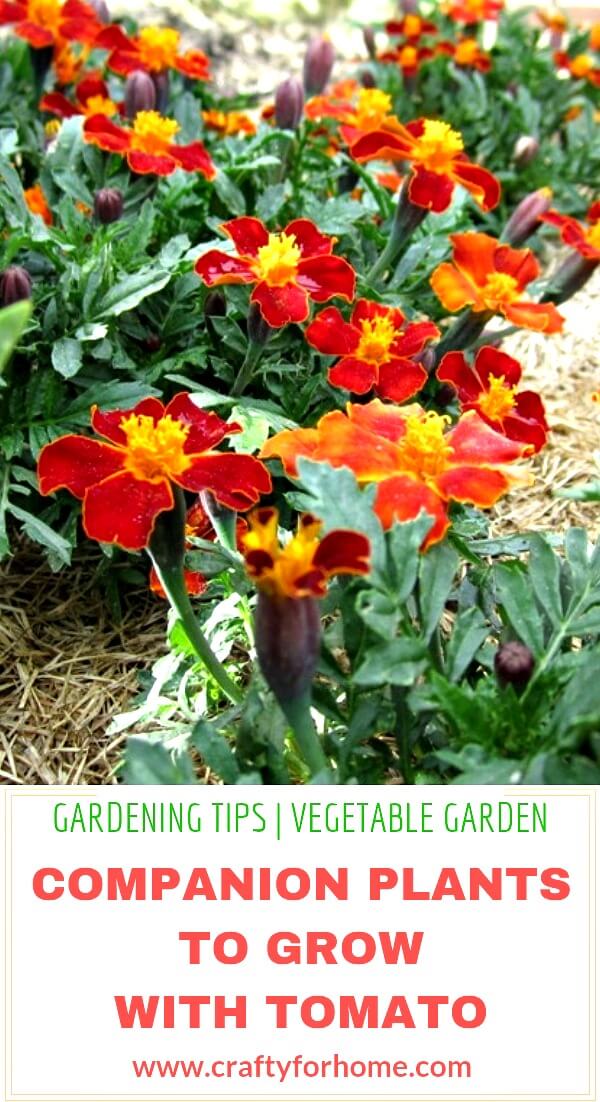 Companion Plants To Grow With Tomatoes Crafty For Home