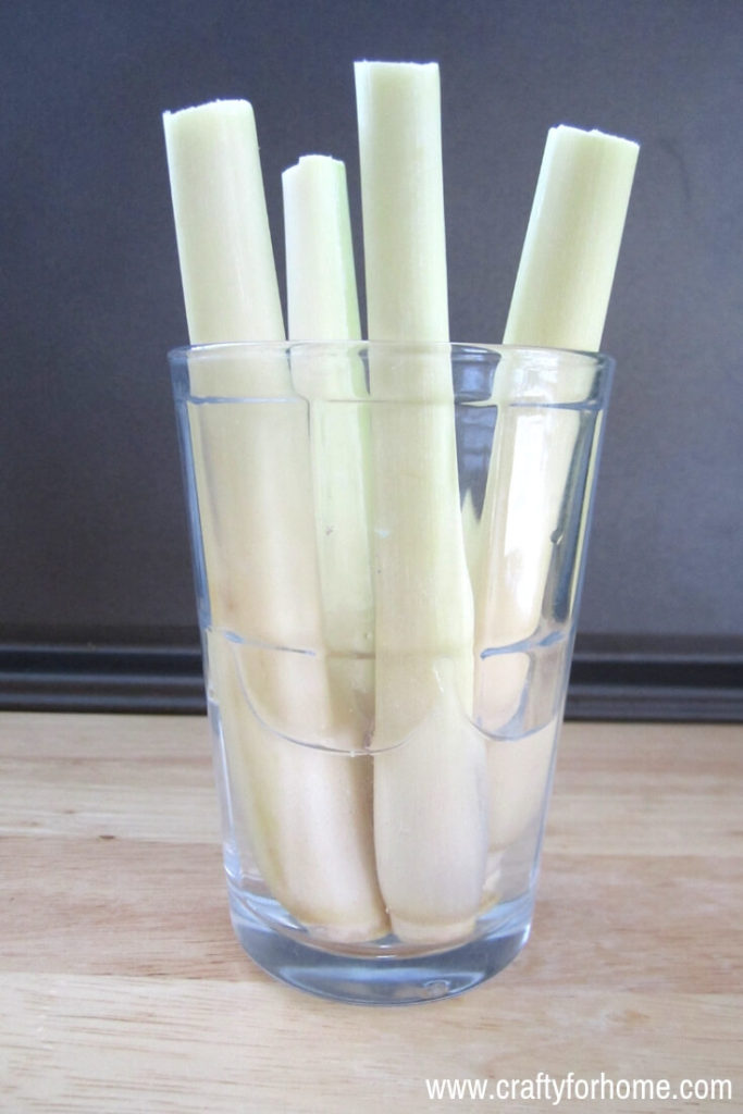 How To Grow Lemongrass From Kitchen Scraps | If you like to use lemongrass, you might want to regrow lemongrass plant from scraps. Learn how easy to root the lemongrass stalk to make more plants and give you endless supply you need. #growinglemongrass #growinglemongrassindoors #growinglemongrassinacontainers #propagatinglemongrass #lemongrassherbgarden #plantinglemongrassfromscraps for details on www.craftyforhome.com