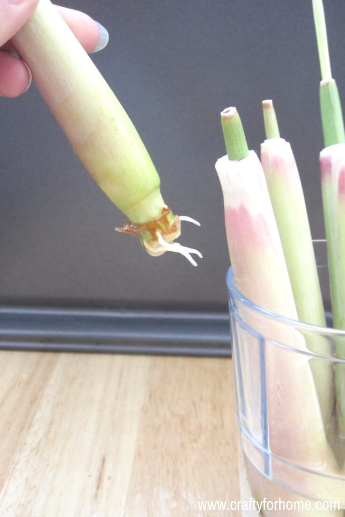 How To Grow Lemongrass From Kitchen Scraps | If you like to use lemongrass, you might want to regrow lemongrass plant from scraps. Learn how easy to root the lemongrass stalk to make more plants and give you endless supply you need. #growinglemongrass #growinglemongrassindoors #growinglemongrassinacontainers #propagatinglemongrass #lemongrassherbgarden #plantinglemongrassfromscraps for details on www.craftyforhome.com