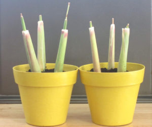 How To Grow Lemongrass From Kitchen Scraps | If you like to use lemongrass, you might want to regrow lemongrass plant from scraps. Learn how easy to root the lemongrass stalk to make more plants and give you endless supply you need.