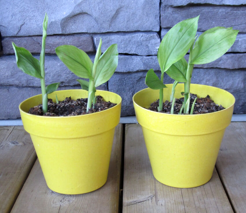 How Grow Turmeric In A | Crafty For