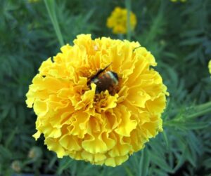 Marigold For Tomatoes