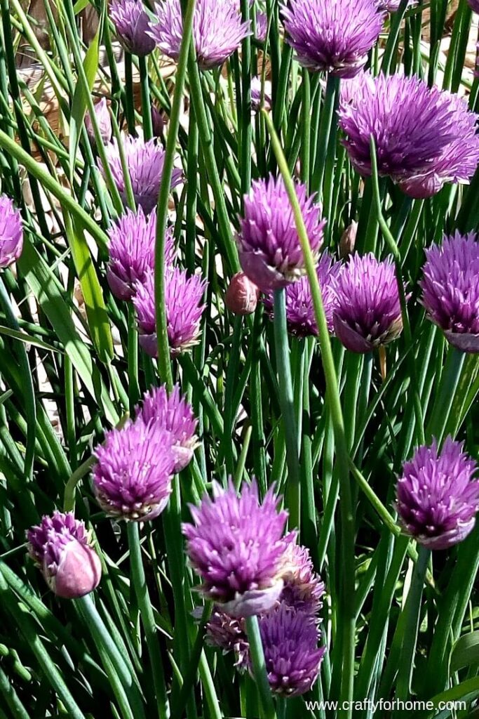 Onion Chives