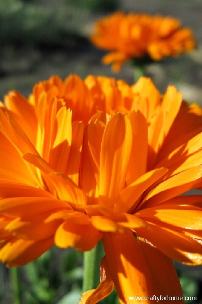 Orange Calendula