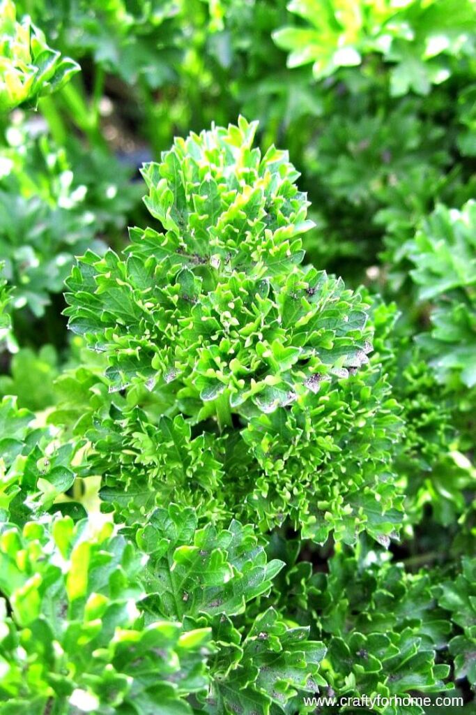 Parsley