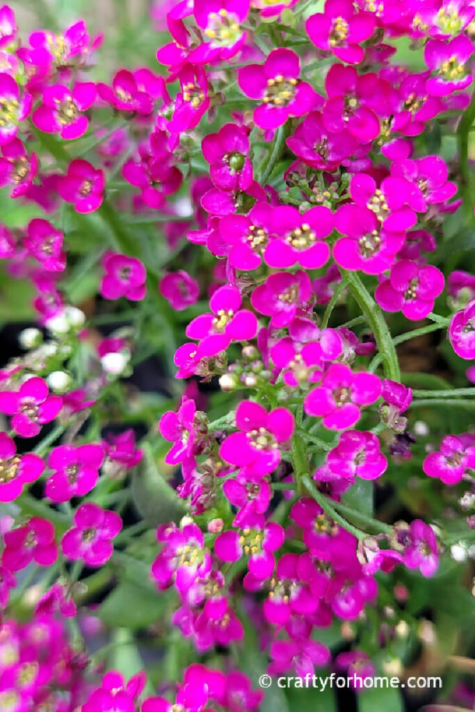 Pink Alyssum Flower