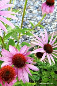 13 Easy To Grow Perennial Flowers From Seed | Plant these low care perennial flowers that bloom all summer in the full sun or partial shade from seed to save you on the budget for gardening. #gardeningtips #gardenideas #lowmaintenaceflowers #englishcottage #droughttolerantflowers #perennialflowers #perennialflowerforfullsun #perennialflowerforpartialshade for details on https://craftyforhome.com