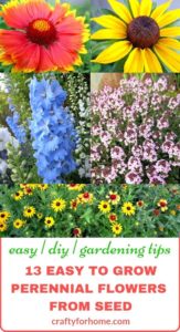 13 Easy To Grow Perennial Flowers From Seed | Plant these low care perennial flowers that bloom all summer in the full sun or partial shade from seed to save you on the budget for gardening. #gardeningtips #gardenideas #lowmaintenaceflowers #englishcottage #droughttolerantflowers #perennialflowers #perennialflowerforfullsun #perennialflowerforpartialshade for details on https://craftyforhome.com