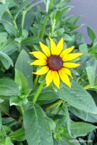 13 Easy To Grow Perennial Flowers From Seed | Plant these low care perennial flowers that bloom all summer in the full sun or partial shade from seed to save you on the budget for gardening. #gardeningtips #gardenideas #lowmaintenaceflowers #englishcottage #droughttolerantflowers #perennialflowers #perennialflowerforfullsun #perennialflowerforpartialshade for details on https://craftyforhome.com