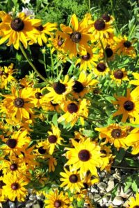 13 Easy To Grow Perennial Flowers From Seed | Plant these low care perennial flowers that bloom all summer in the full sun or partial shade from seed to save you on the budget for gardening. #gardeningtips #gardenideas #lowmaintenaceflowers #englishcottage #droughttolerantflowers #perennialflowers #perennialflowerforfullsun #perennialflowerforpartialshade for details on https://craftyforhome.com